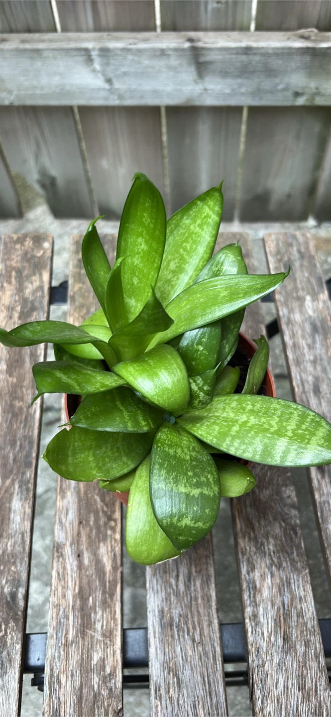 Snake Plant Potted