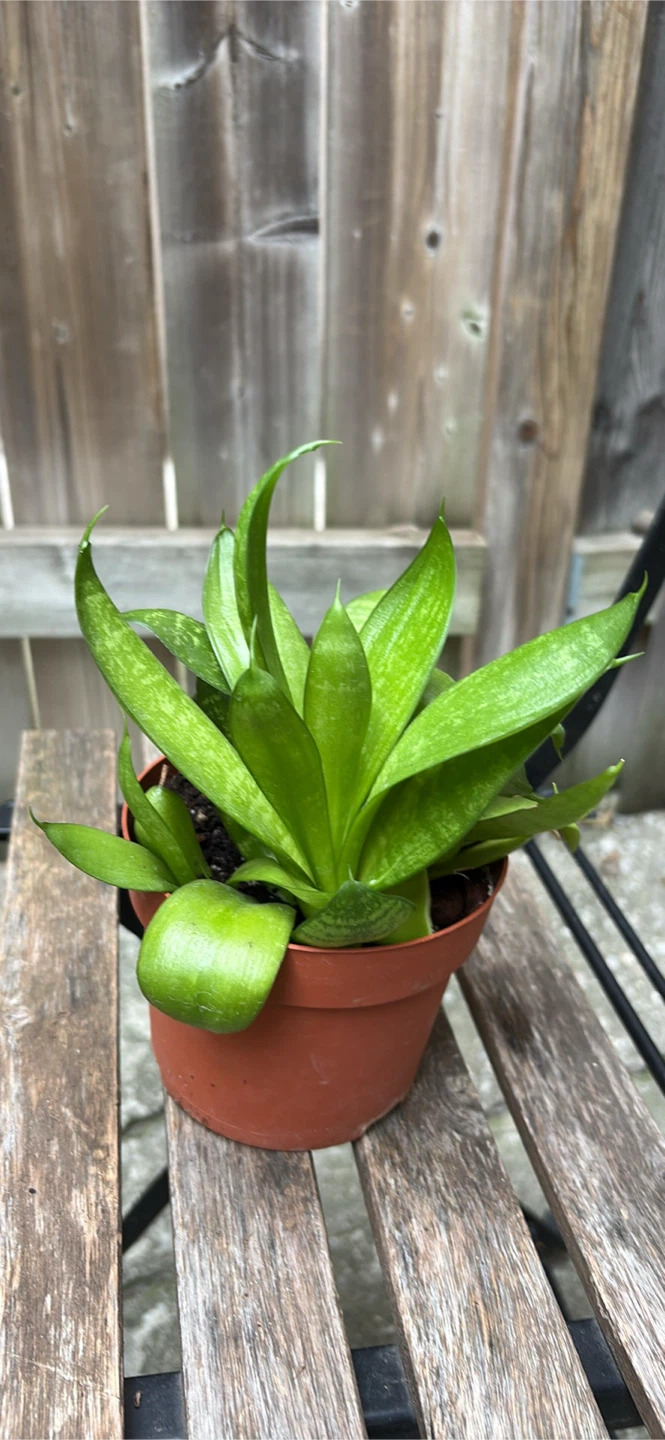 Snake Plant Potted - photo 2