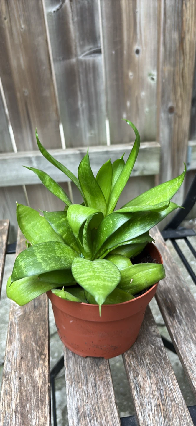 Snake Plant Potted - photo 3
