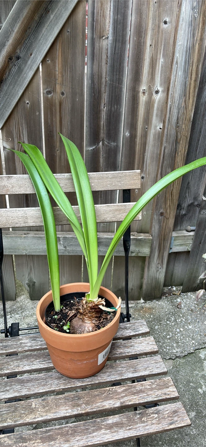 Amaryllis Bulb in Terracotta Pot