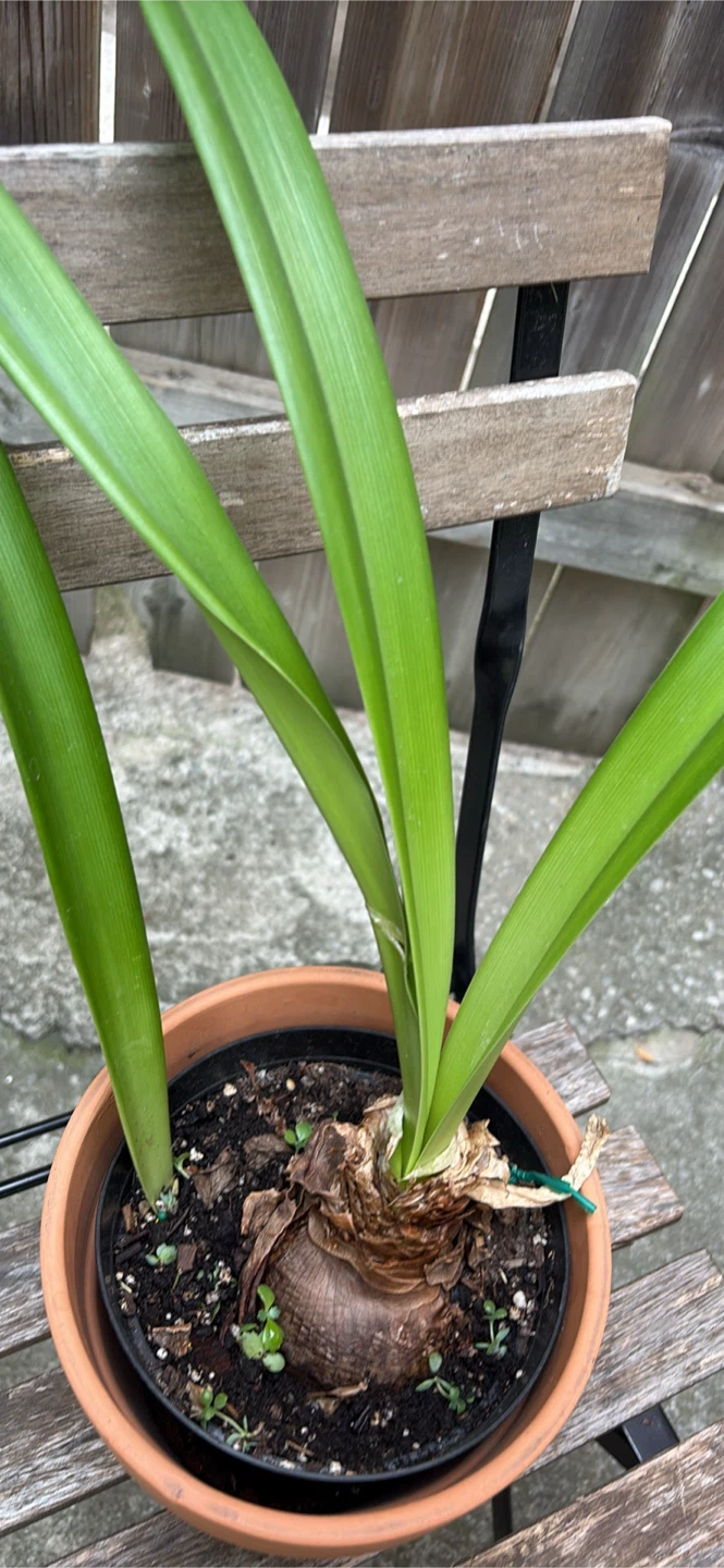 Amaryllis Bulb in Terracotta Pot - photo 2