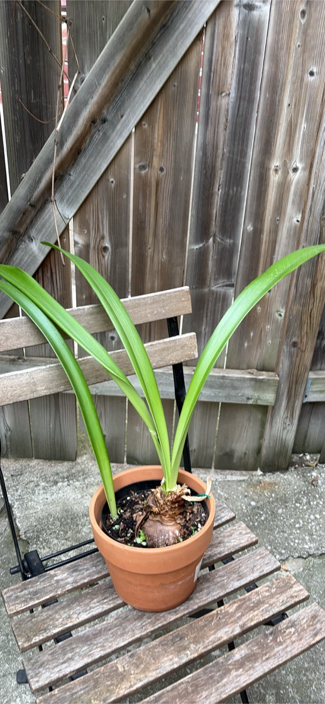Amaryllis Bulb in Terracotta Pot - photo 3