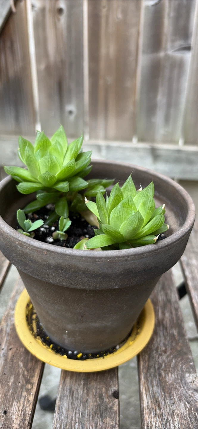 Two Succulent Plants in Terracotta Pot