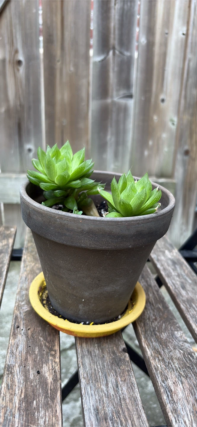 Two Succulent Plants in Terracotta Pot - photo 2