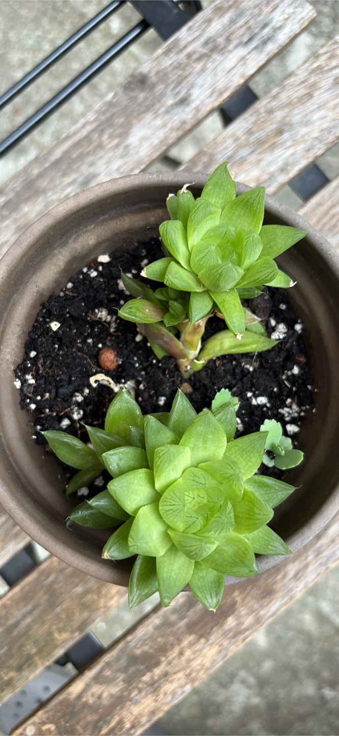 Two Succulent Plants in Terracotta Pot - photo 3