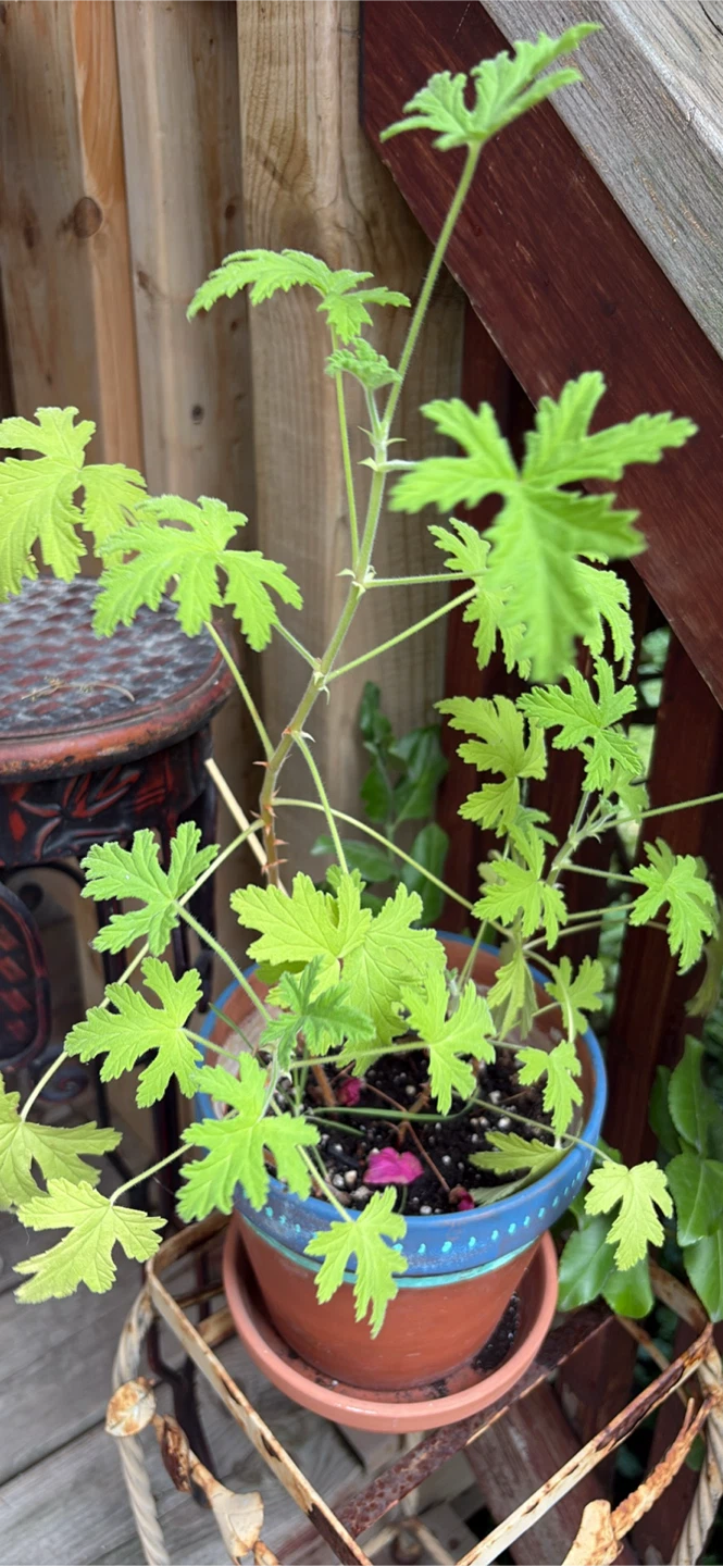 Lemon Scented Geranium Plant in Decorative Pot