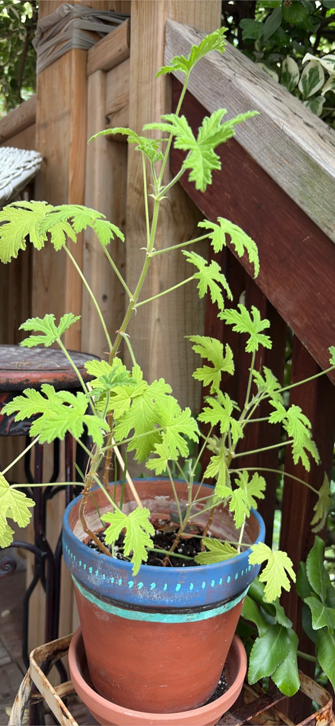 Lemon Scented Geranium Plant in Decorative Pot - photo 2