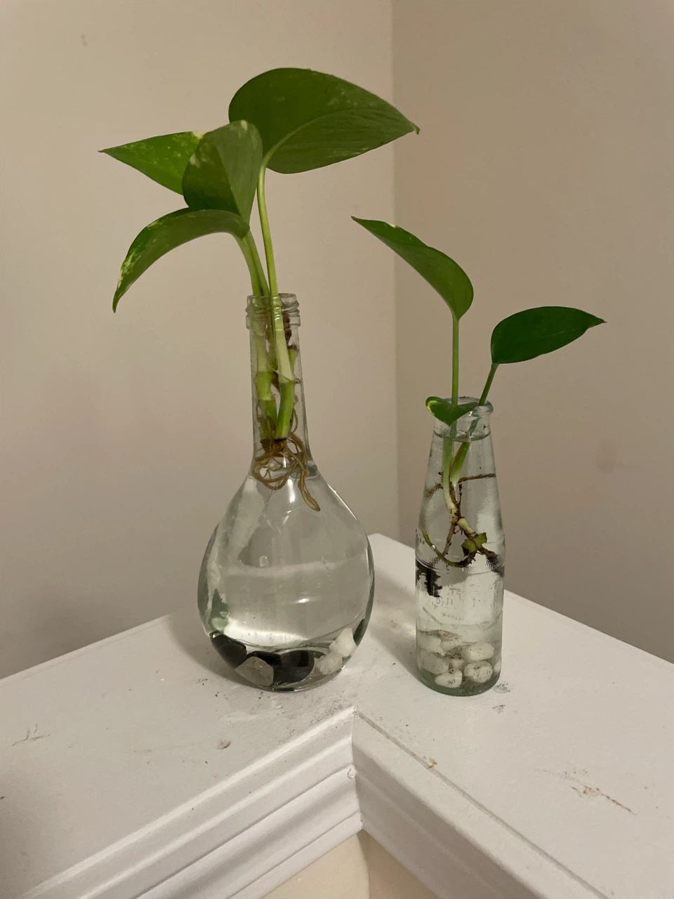 Pothos plant cuttings in glass bottles