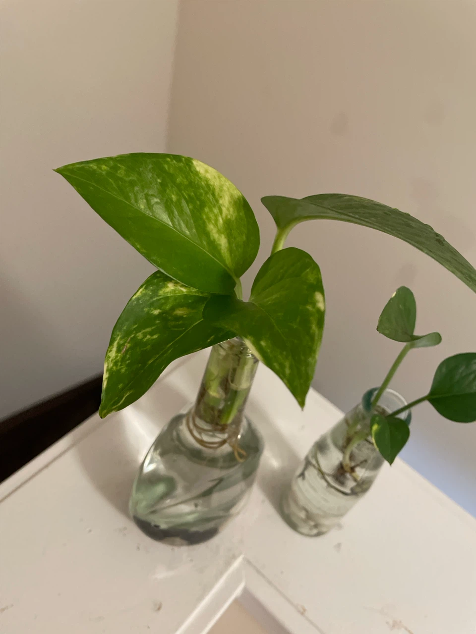 Pothos plant cuttings in glass bottles - photo 2