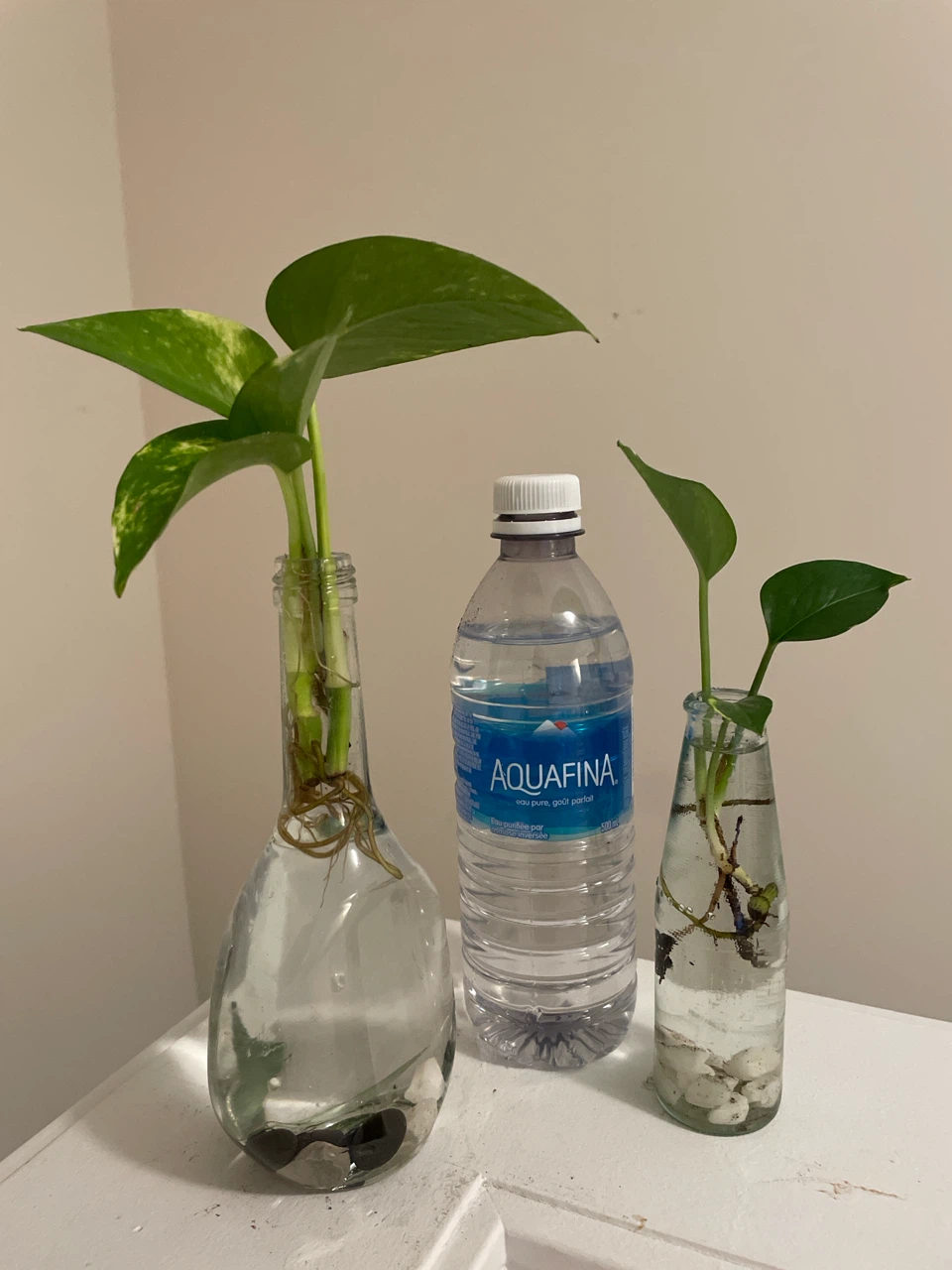 Pothos plant cuttings in glass bottles - photo 3