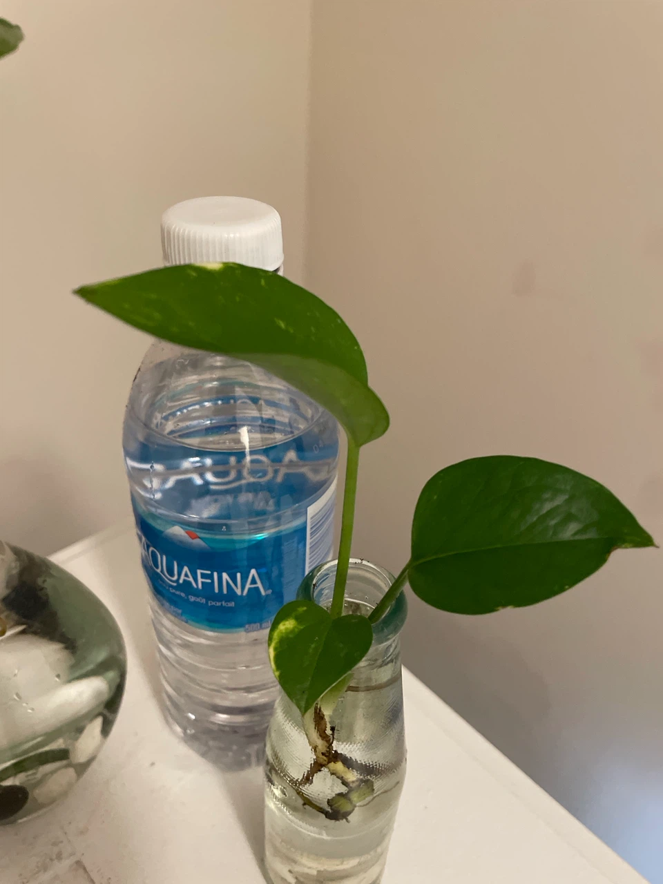 Pothos plant cuttings in glass bottles - photo 4