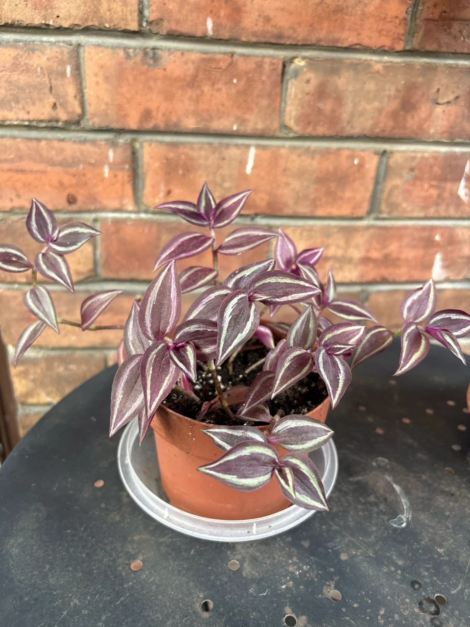 Tradescantia Zebrina Plant