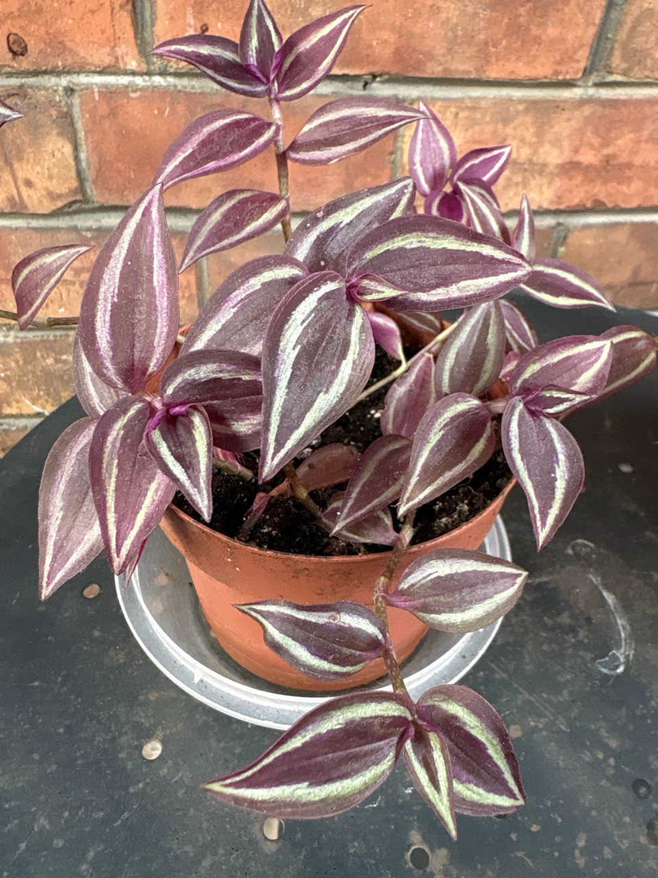 Tradescantia Zebrina Plant - photo 2