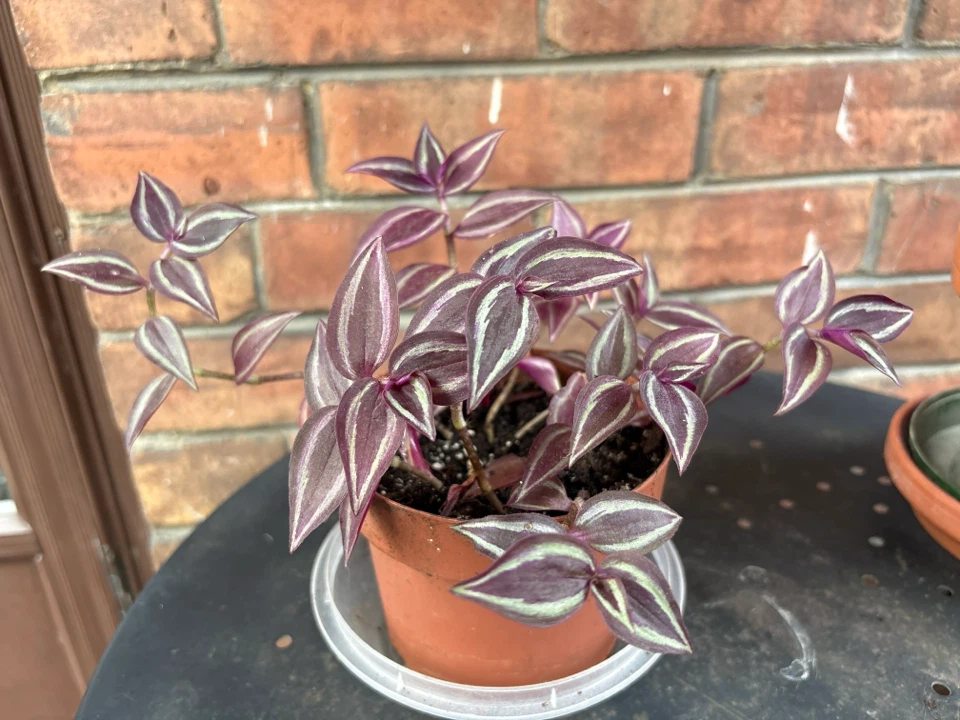 Tradescantia Zebrina Plant - photo 3