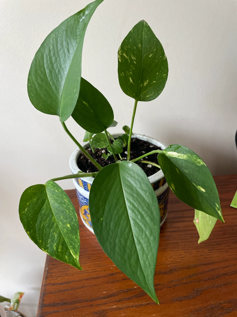 Pothos Plant in Decorative ceramic Pot