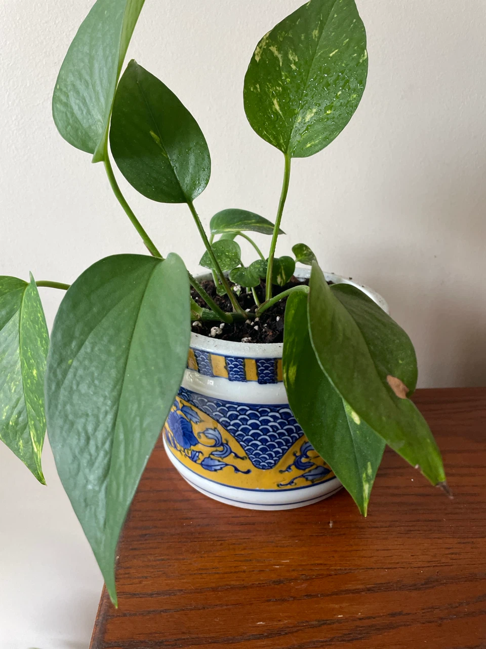 Pothos Plant in Decorative ceramic Pot - photo 2