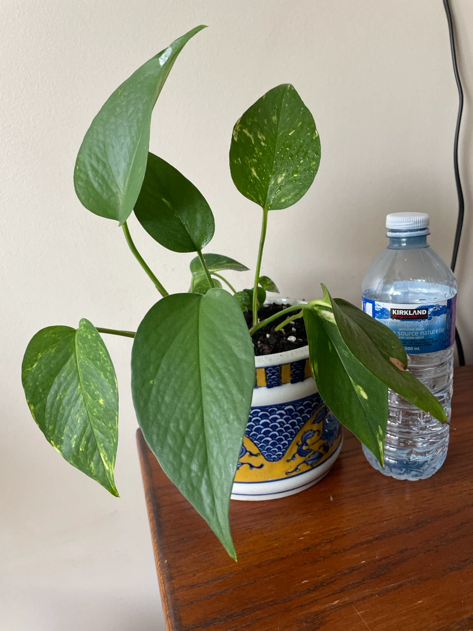 Pothos Plant in Decorative ceramic Pot - photo 3