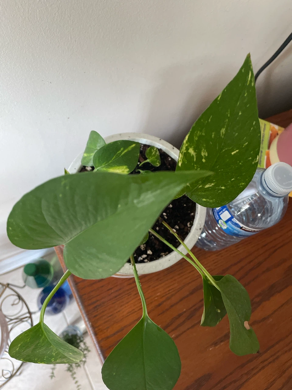 Pothos Plant in Decorative ceramic Pot - photo 4