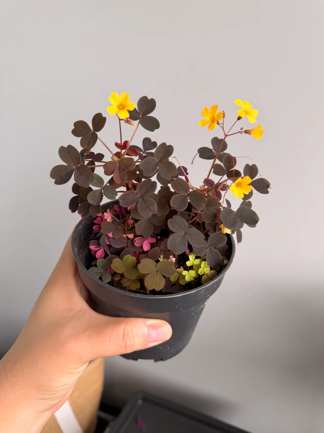 Tricolor Shamrock (Oxalis)