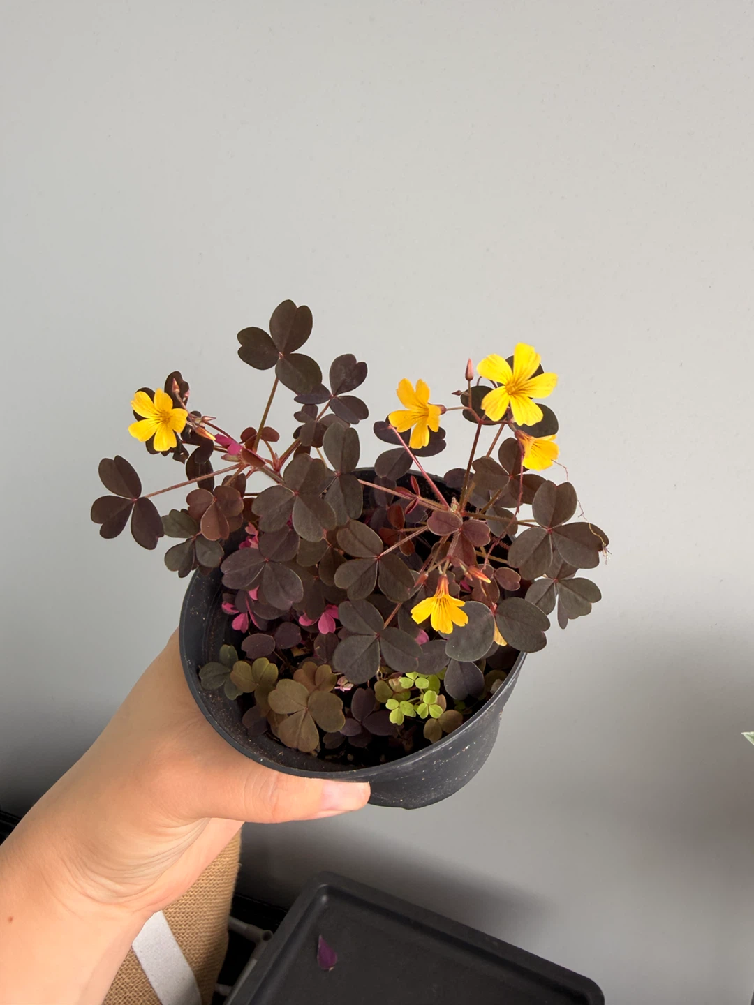 Tricolor Shamrock (Oxalis) - photo 2