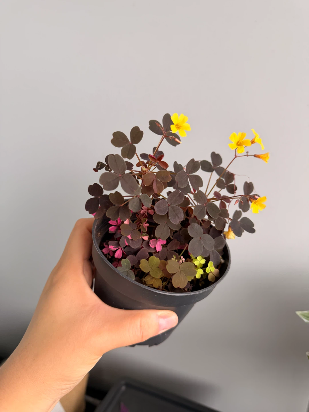 Tricolor Shamrock (Oxalis) - photo 3