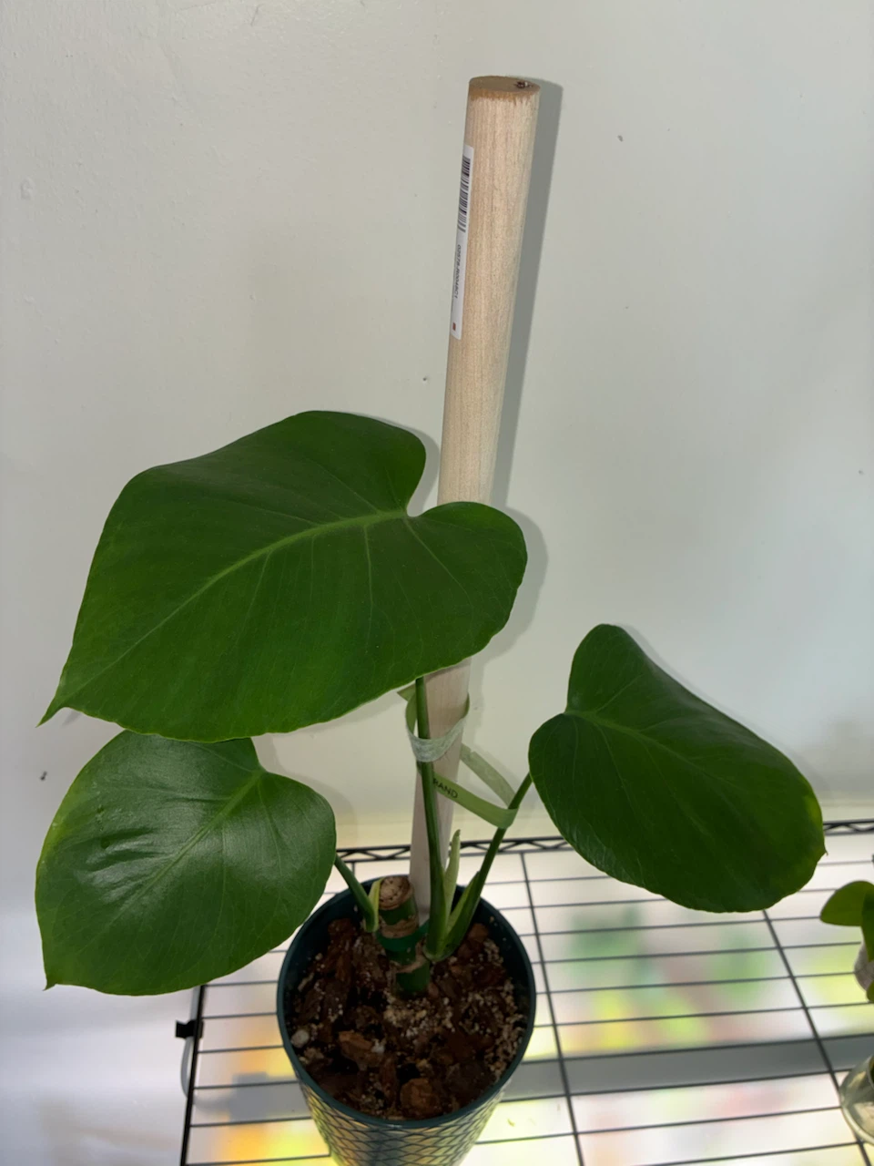 Monstera Deliciosa Plant - photo 2