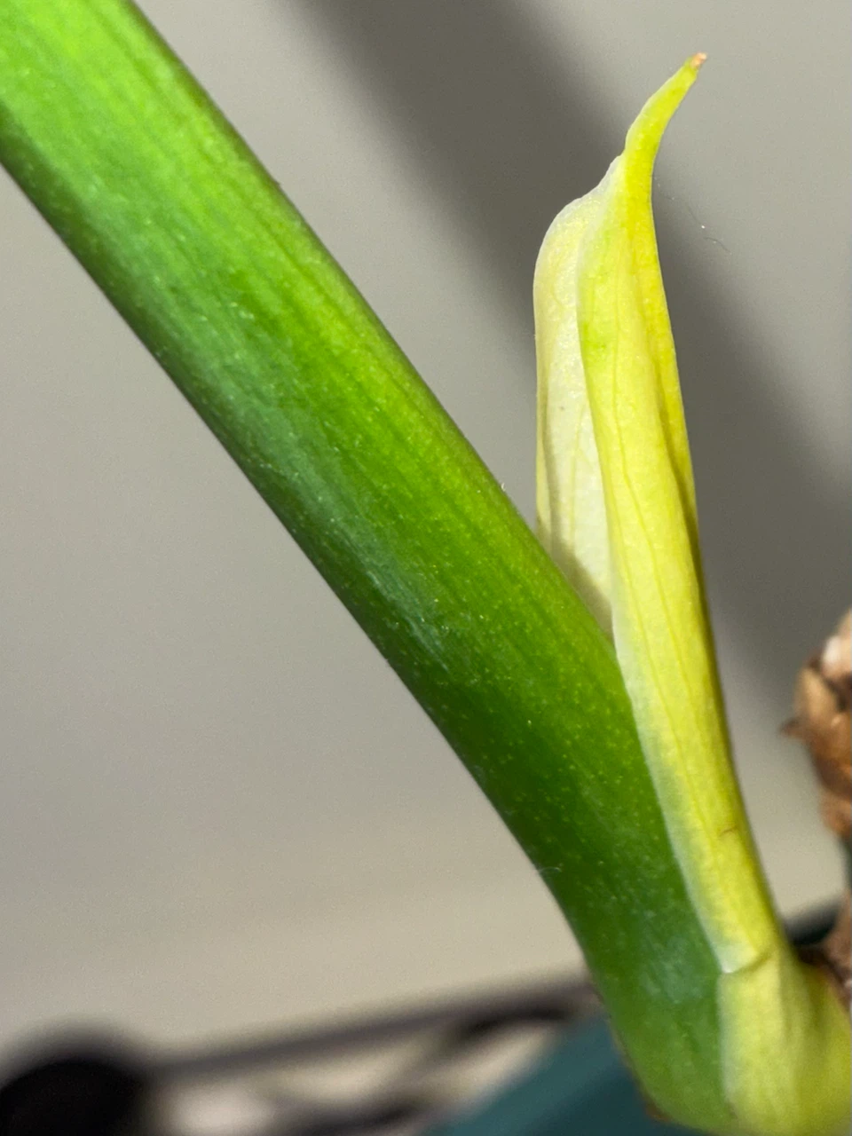 Monstera Deliciosa Plant - photo 3