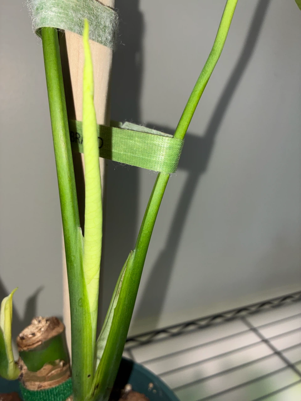 Monstera Deliciosa Plant - photo 4