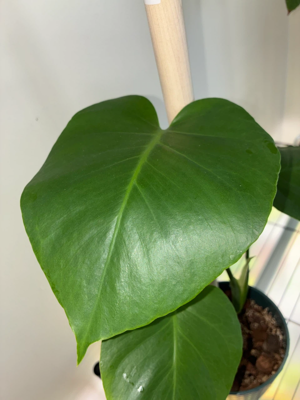 Monstera Deliciosa Plant - photo 5