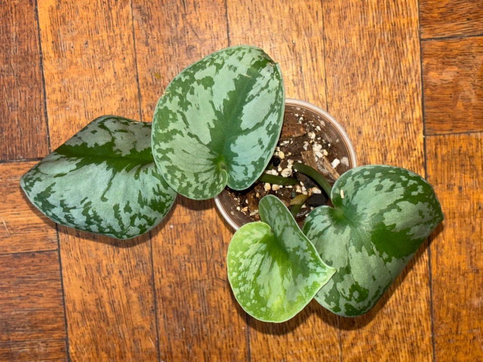 Scindapsus Pictus Exotica  Plant