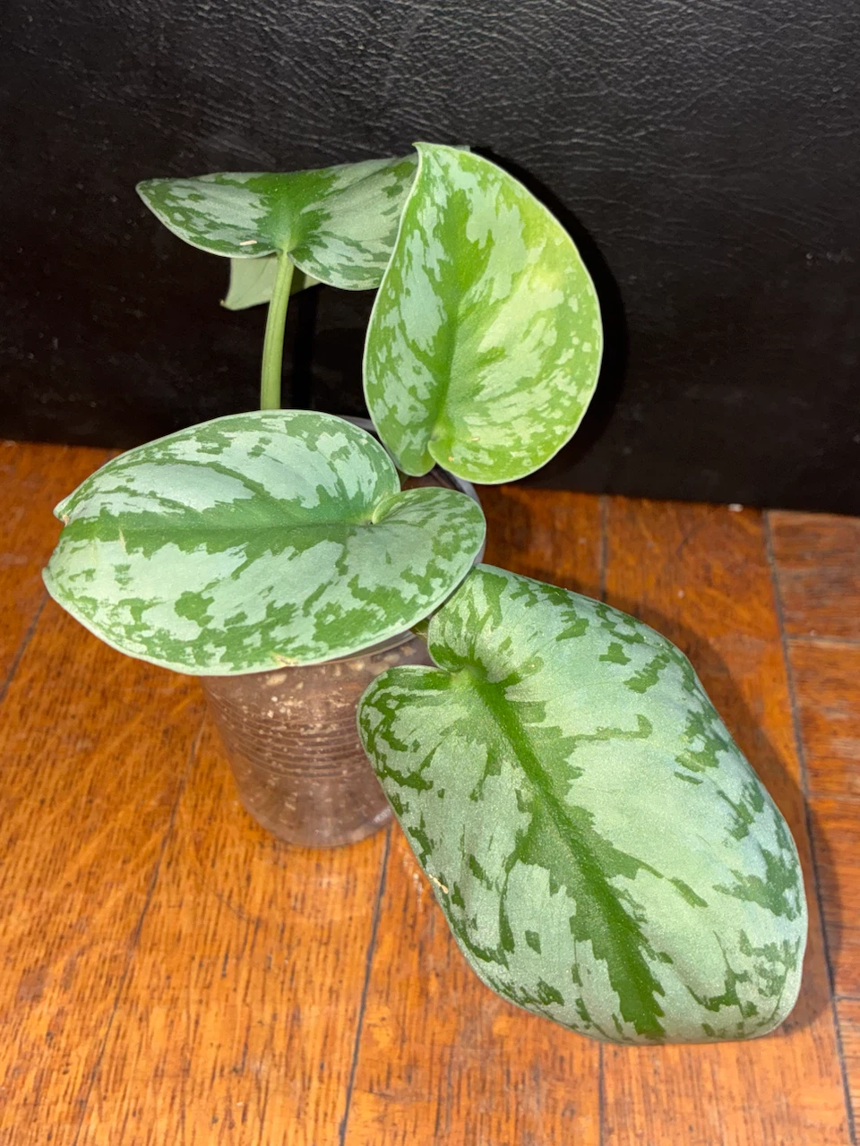 Scindapsus Pictus Exotica  Plant - photo 2