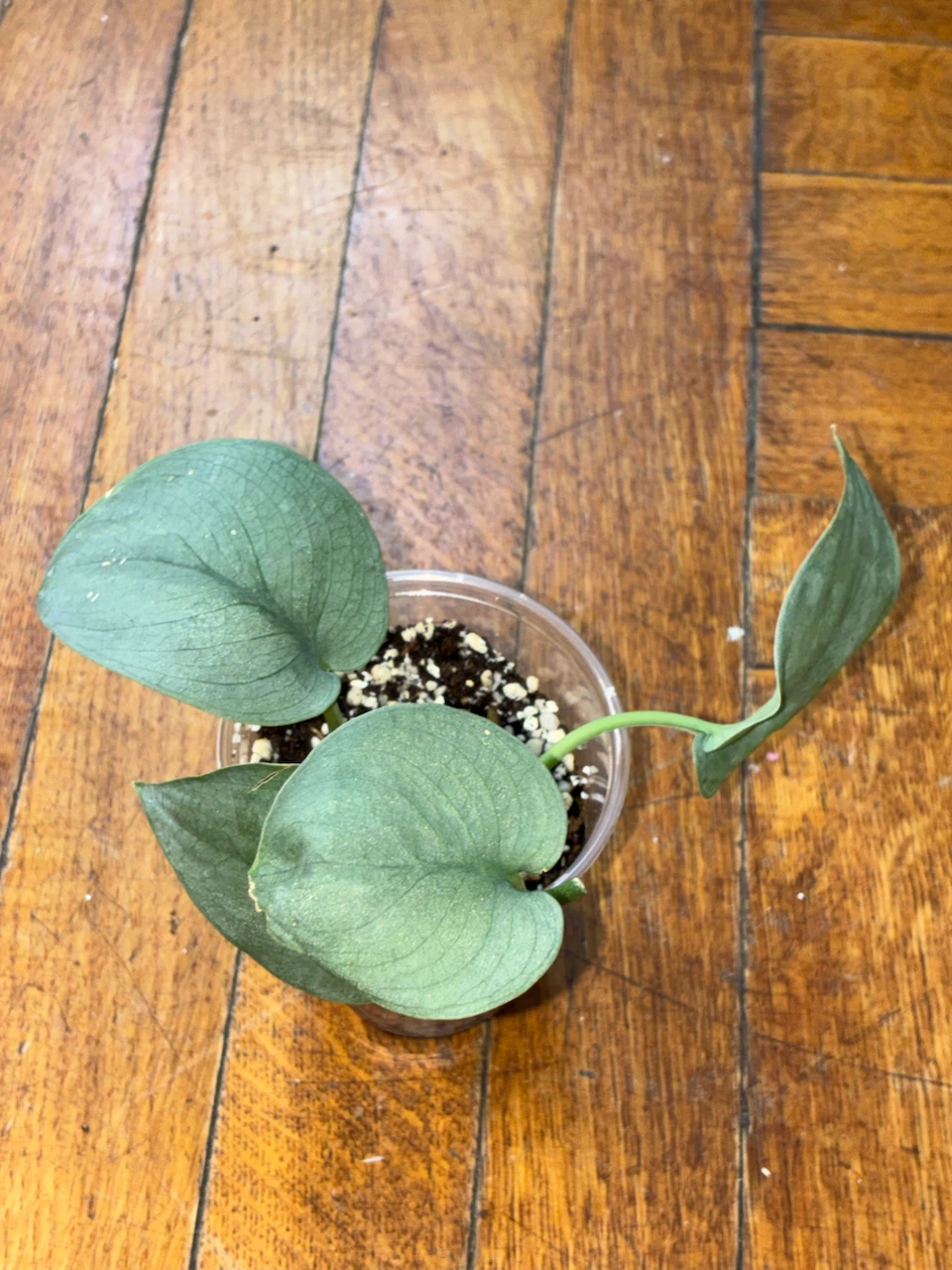 Scindapsus Pictus Platinum Plant