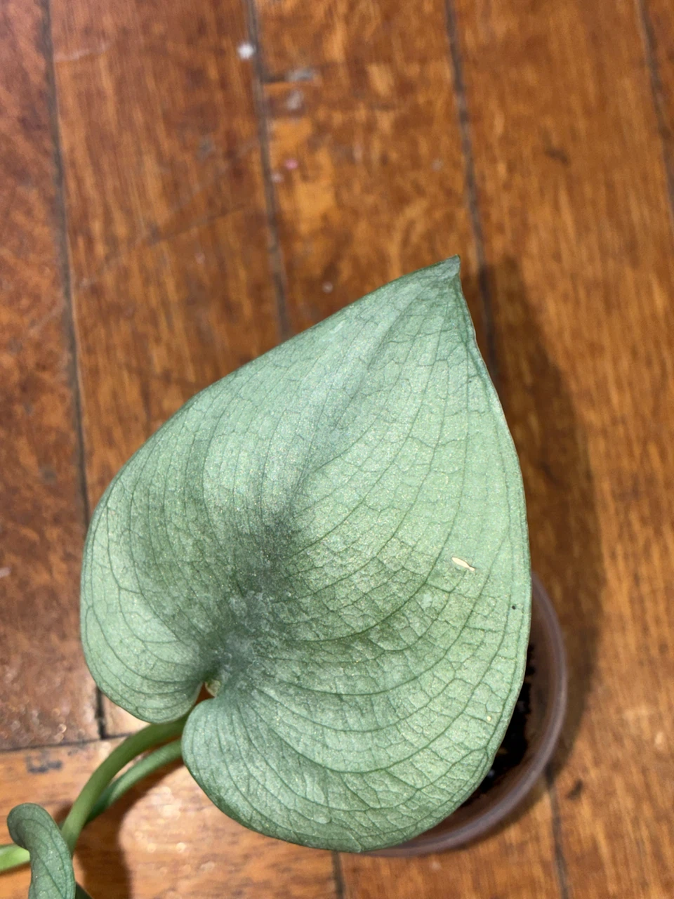 Scindapsus Pictus Platinum Plant - photo 2