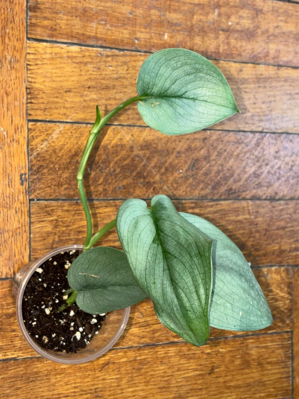 Scindapsus Pictus Platinum Plant - photo 3