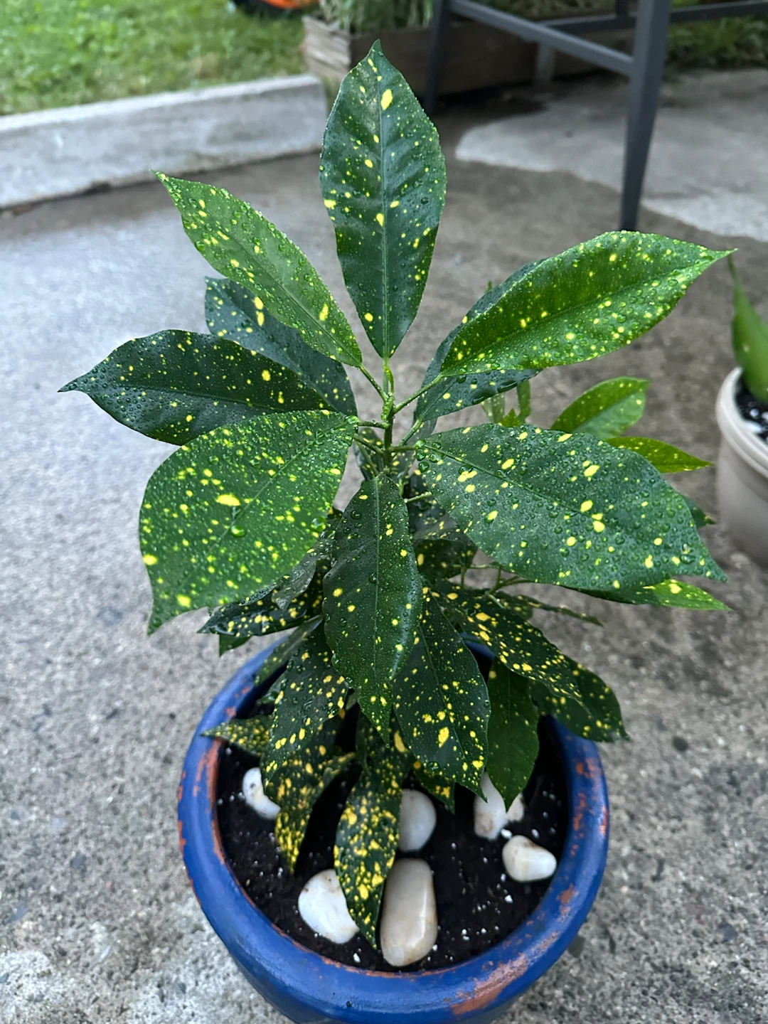 Potted Aucuba Japonica Plant