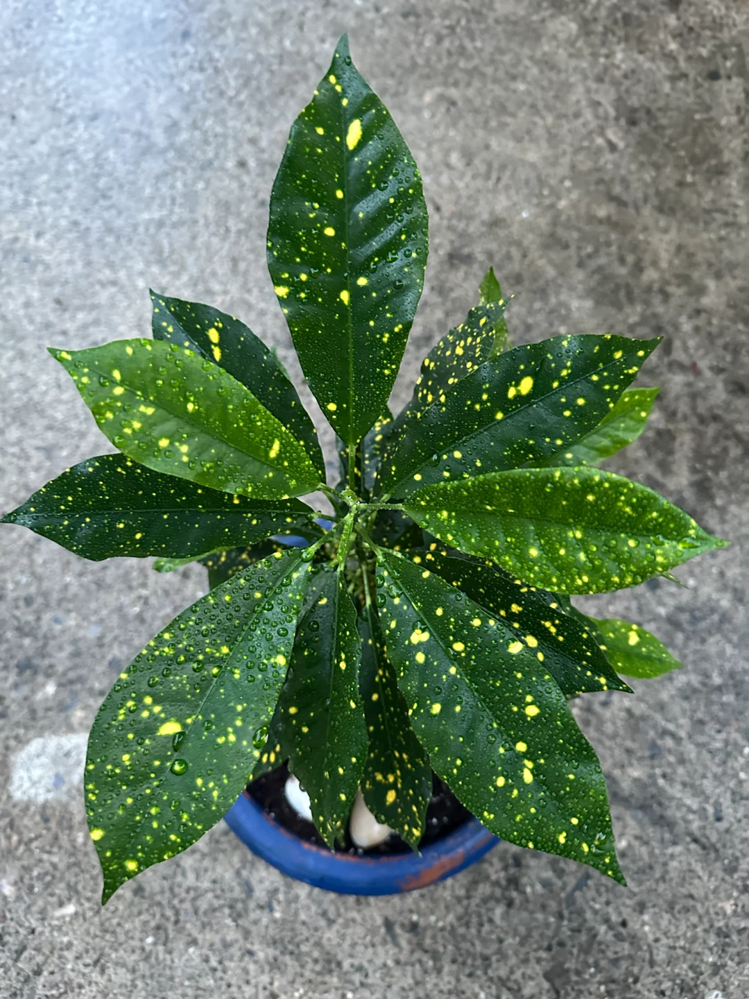 Potted Aucuba Japonica Plant - photo 2