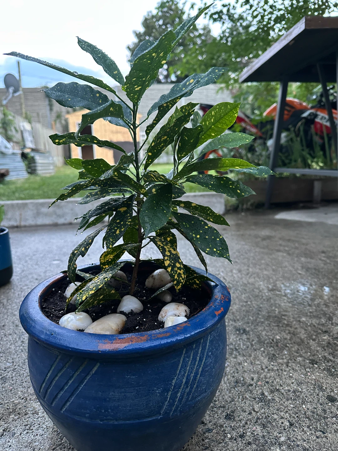 Potted Aucuba Japonica Plant - photo 3