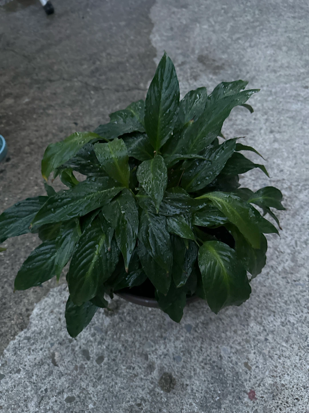 Peace Lily Plant in Pot