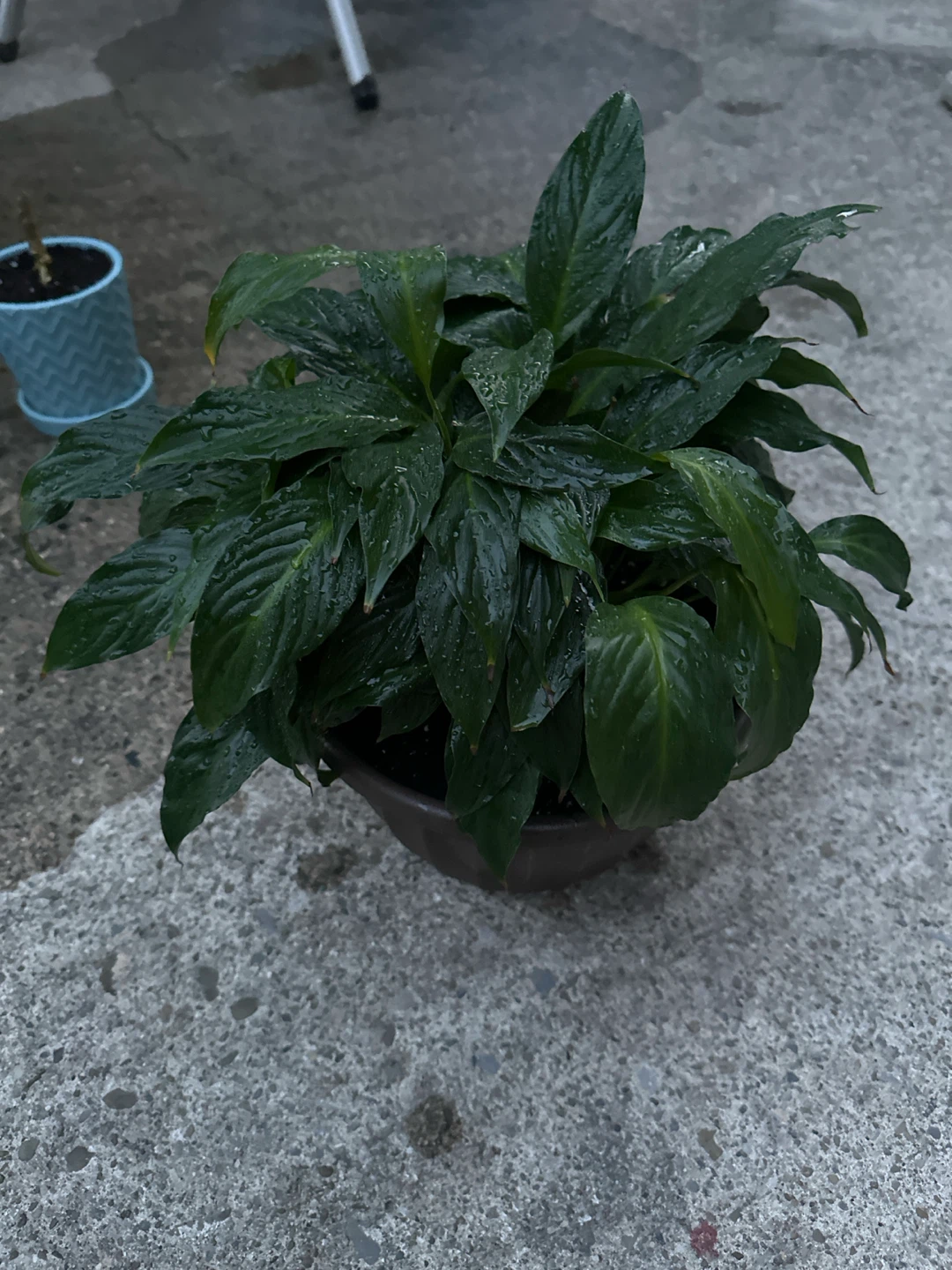 Peace Lily Plant in Pot - photo 2