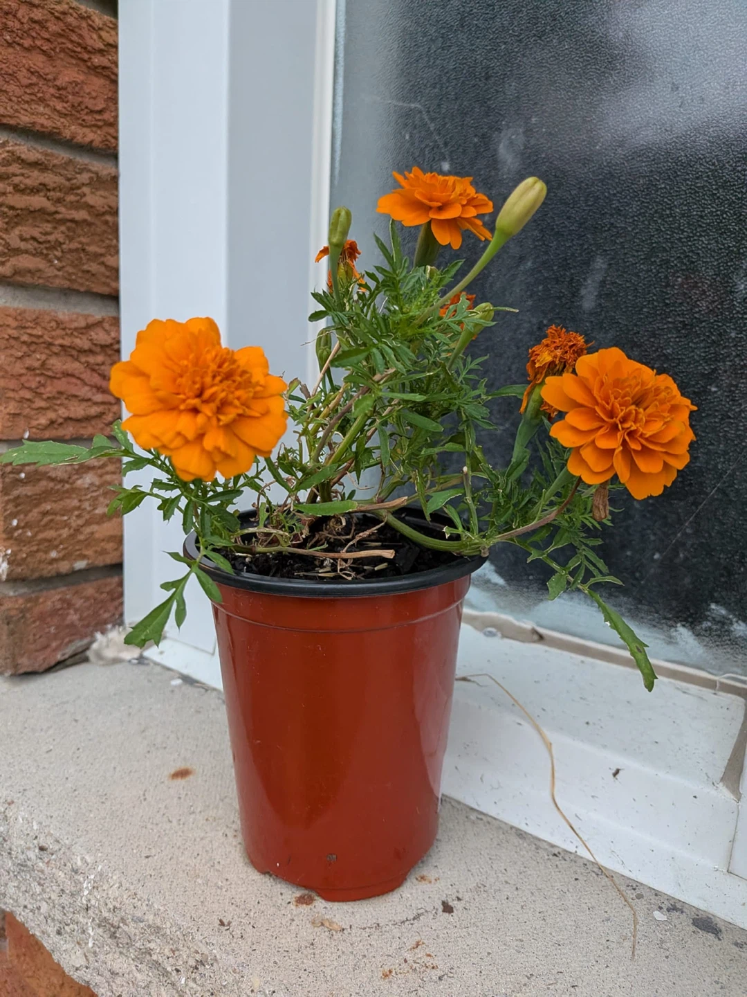 Orange and Yellow Marigold Plants