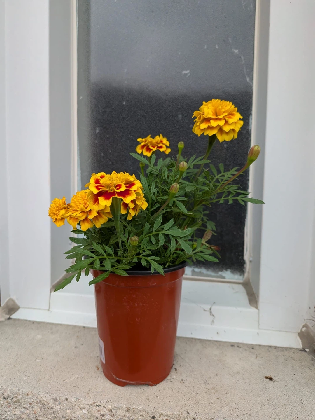 Orange and Yellow Marigold Plants - photo 2
