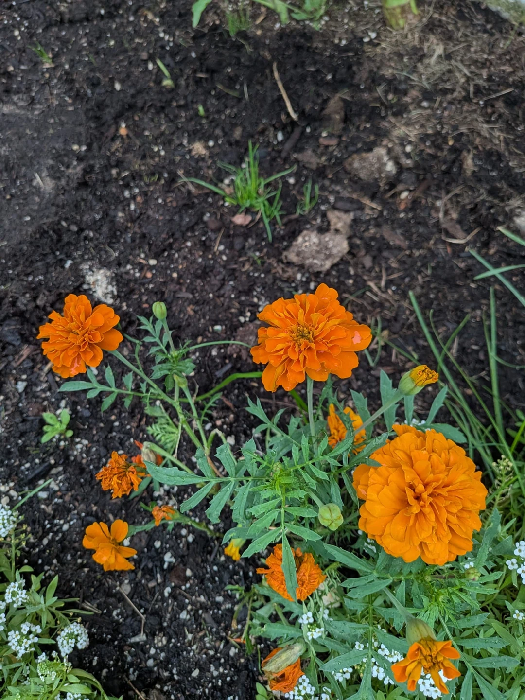 Orange and Yellow Marigold Plants - photo 3