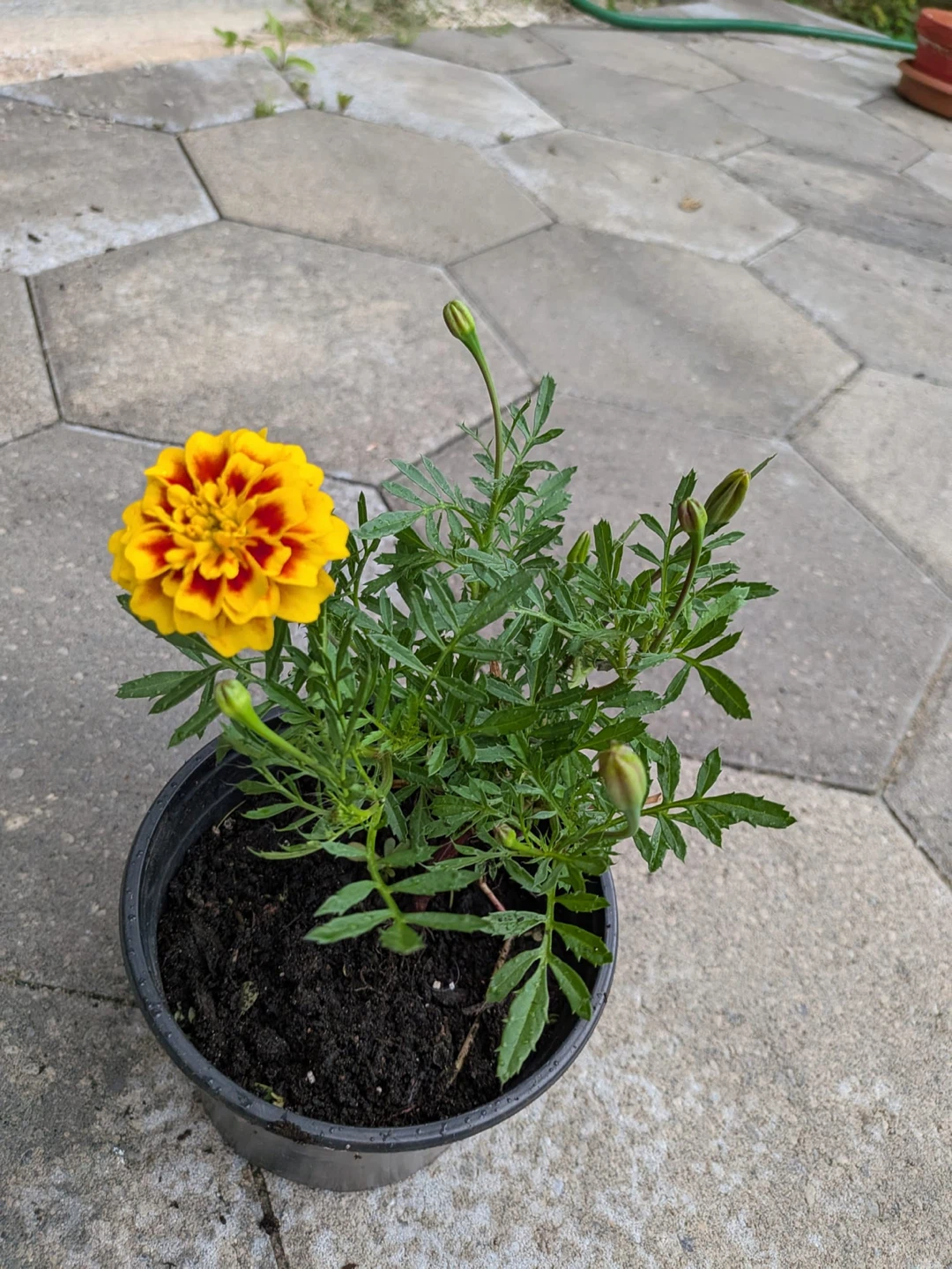 Orange and Yellow Marigold Plants - photo 4