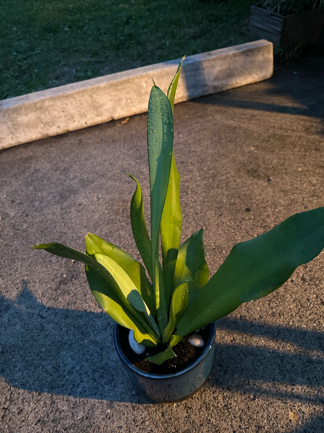 Blue Ceramic Pot with Plant