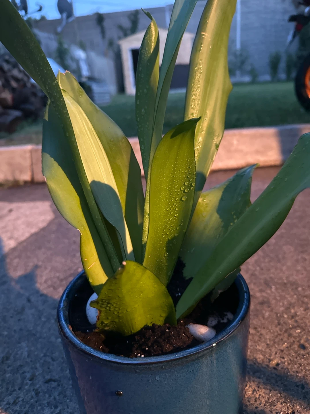 Blue Ceramic Pot with Plant - photo 2