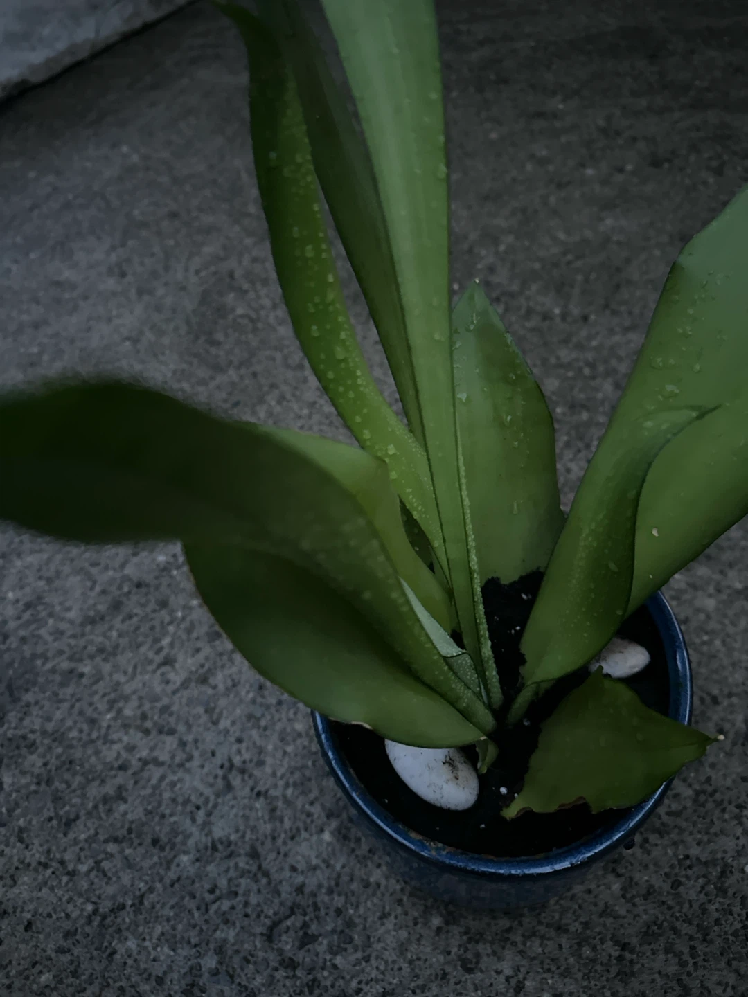 Blue Ceramic Pot with Plant - photo 3