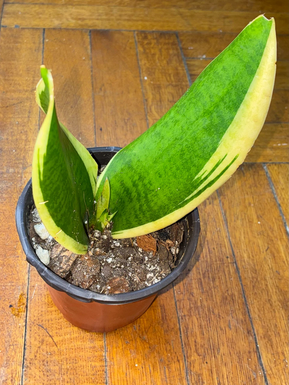 Variegated Snake Plant in Pot