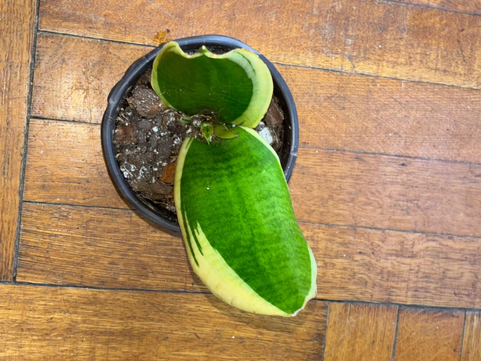 Variegated Snake Plant in Pot - photo 2