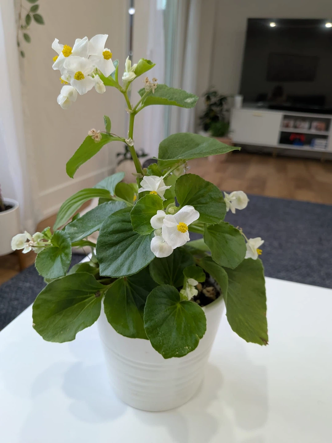 Wax Begonia Plant