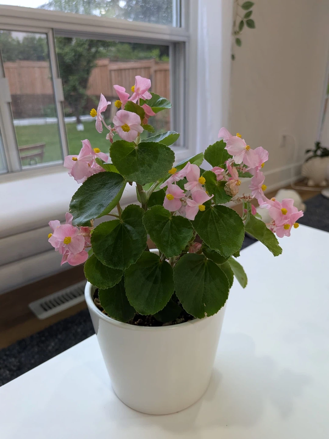 Wax Begonia Plant - photo 2